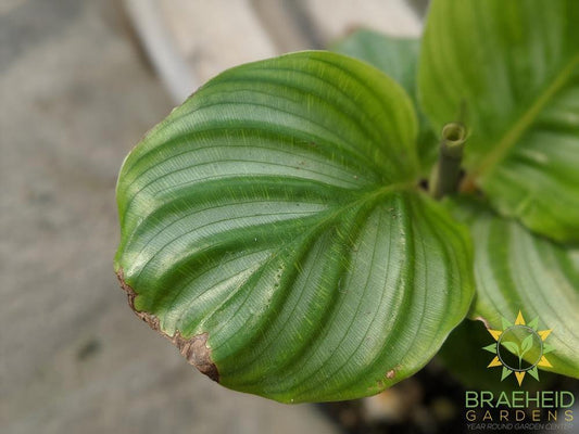 Calathea Orbifolia LIMITED