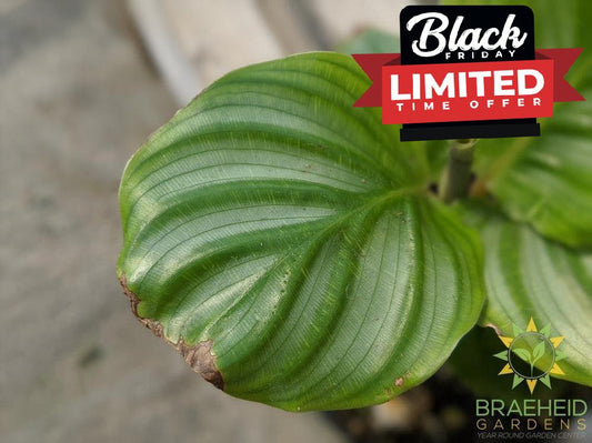 Calathea Orbifolia LIMITED