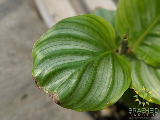 Calathea Orbifolia LIMITED