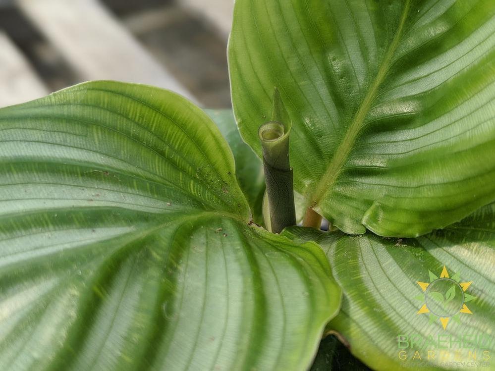 Calathea Orbifolia LIMITED
