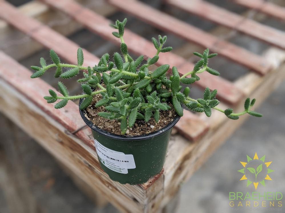 Delosperma Echinatum