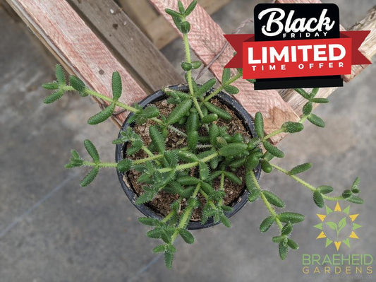 Delosperma Echinatum