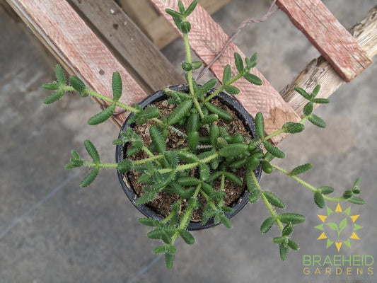 Delosperma Echinatum