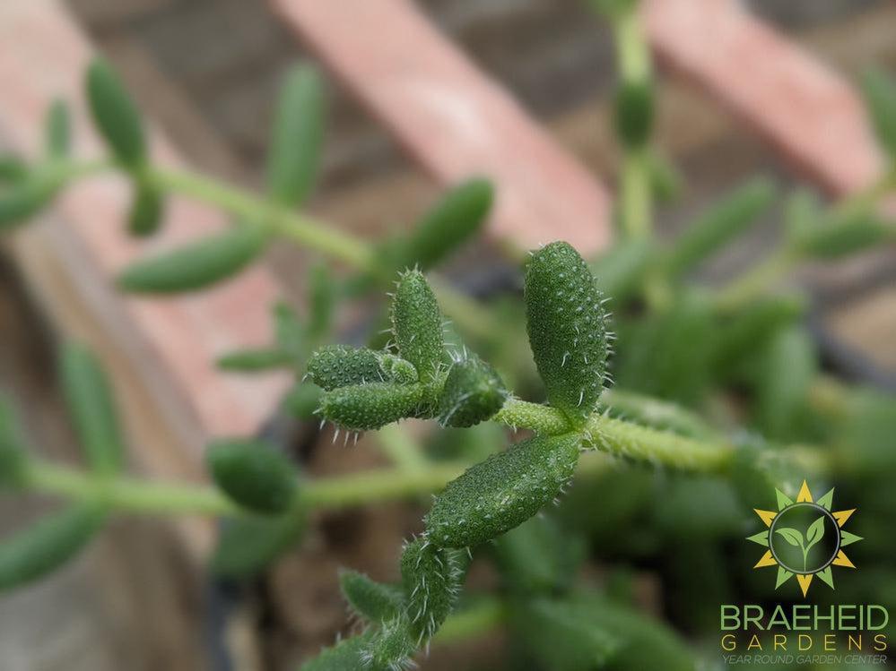 Delosperma Echinatum