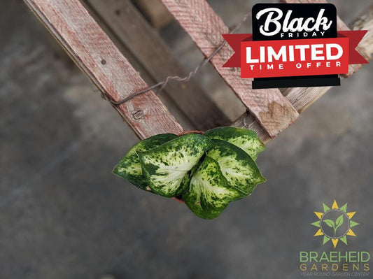 Dieffenbachia Splash