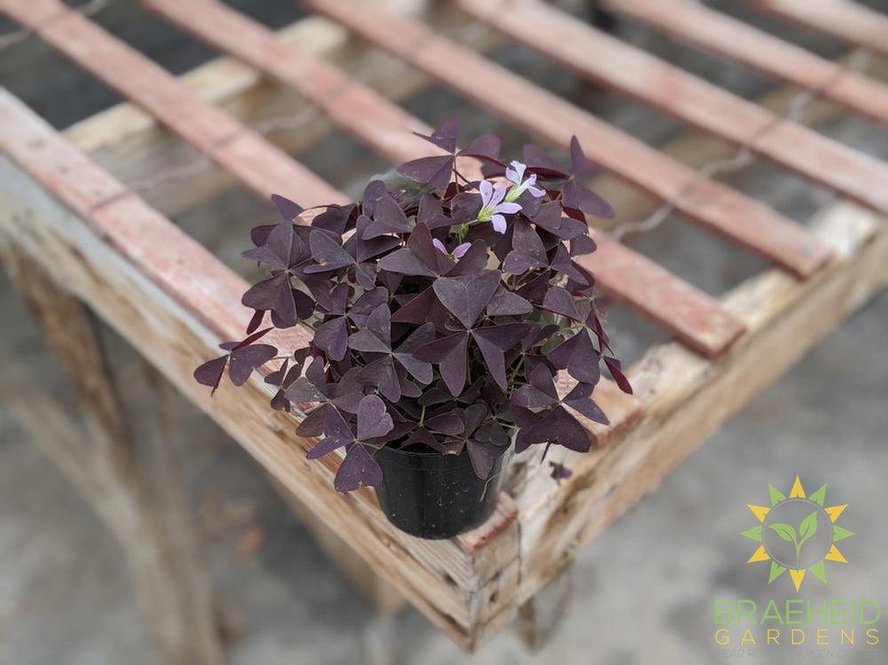Ebony Allure Oxalis