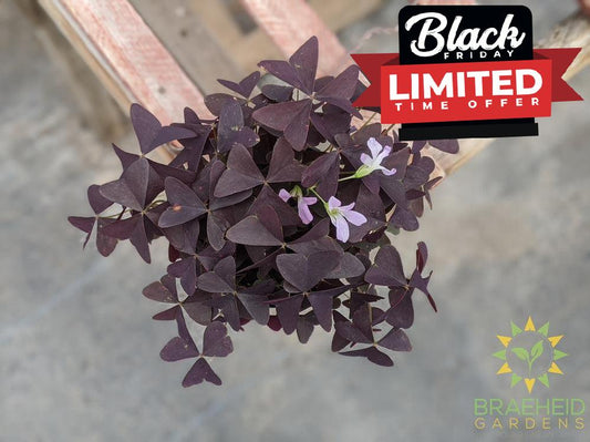 Ebony Allure Oxalis