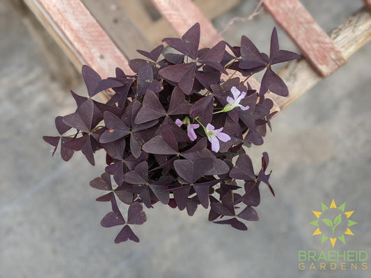 Ebony Allure Oxalis