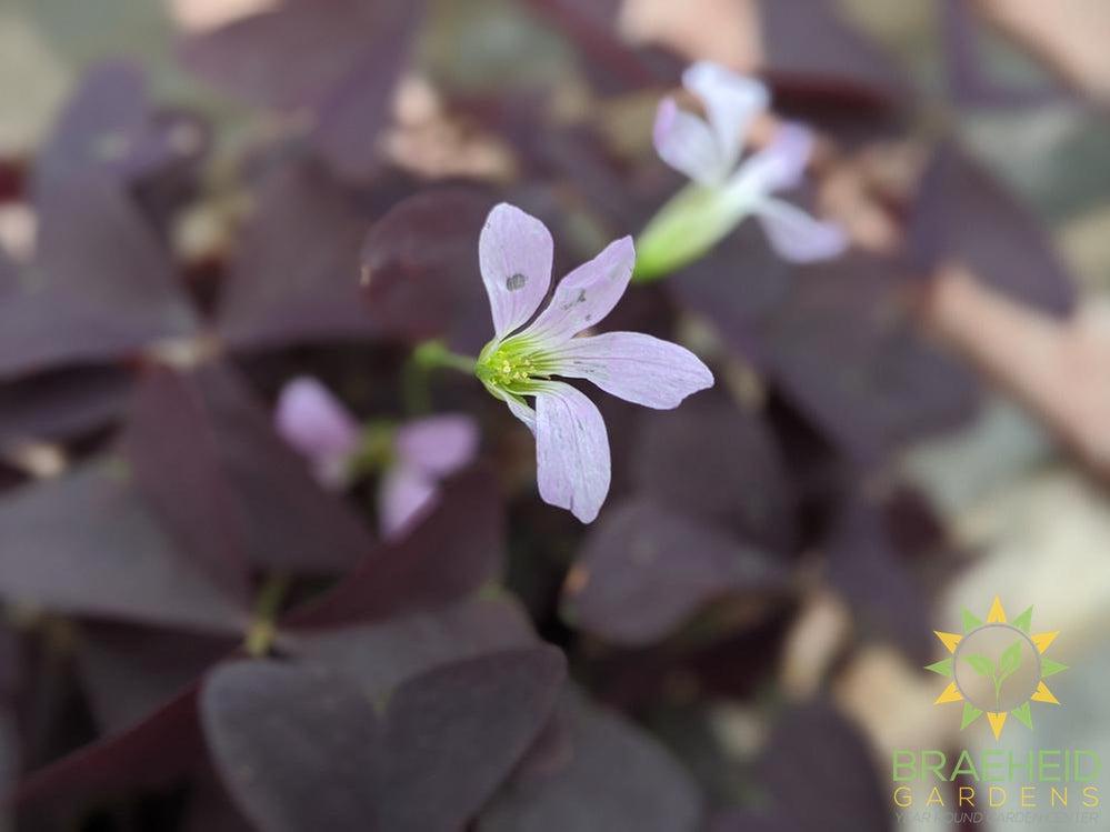 Ebony Allure Oxalis