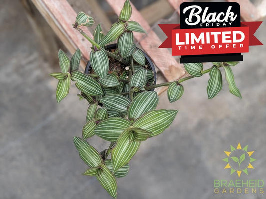 Callisia with striped leaves