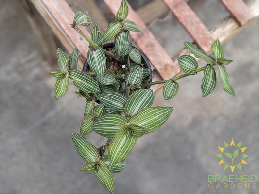Callisia with striped leaves