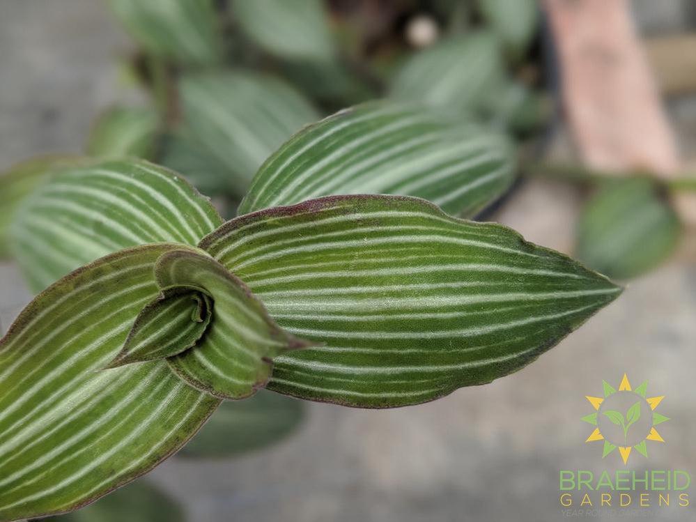 Leaf pattern on tradescantia jew elegans