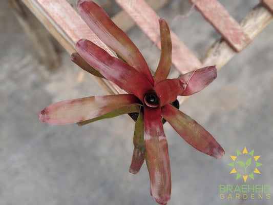 Neoregelia Bromeliad Fireball