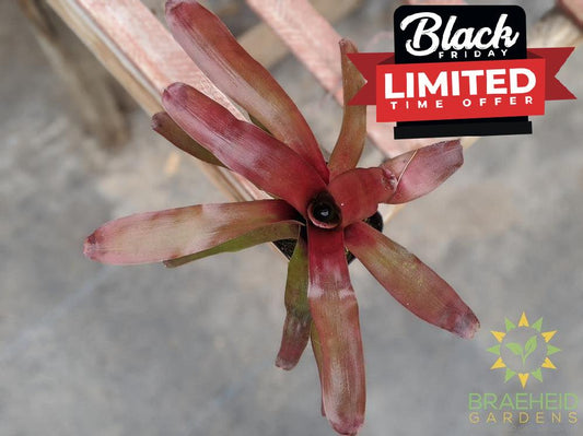 Neoregelia Bromeliad Fireball