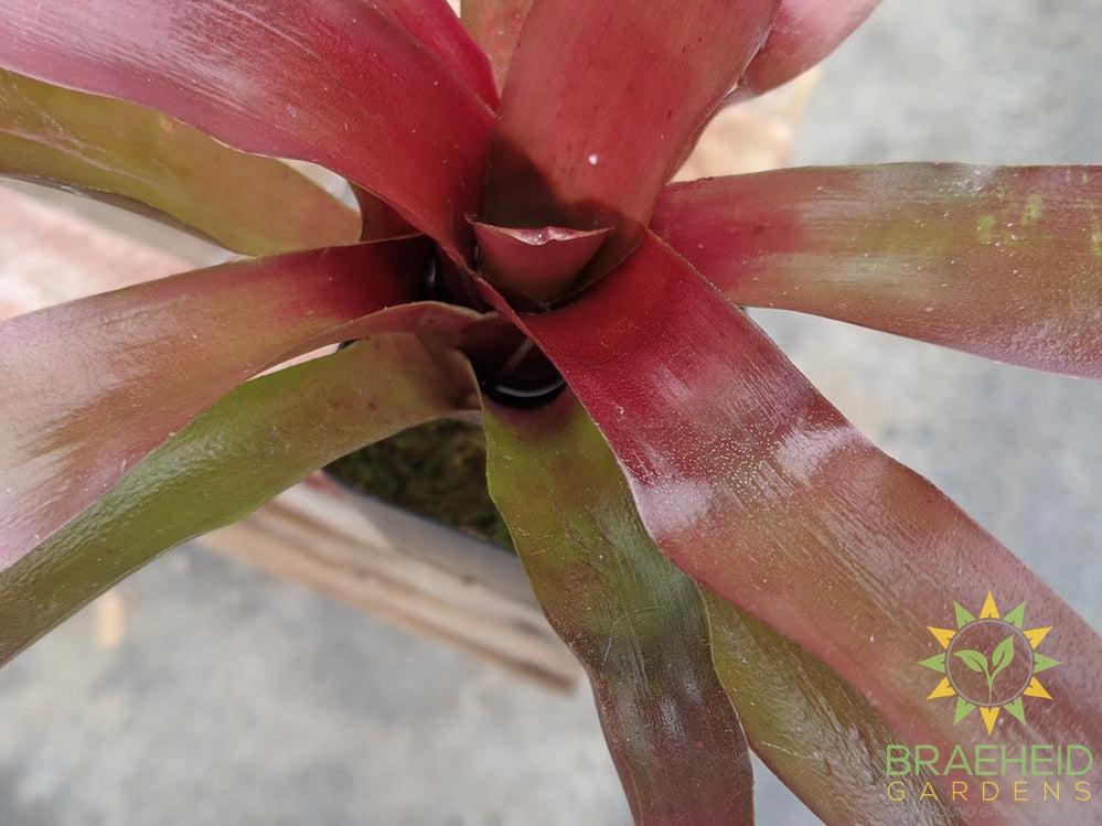 Neoregelia Bromeliad Fireball