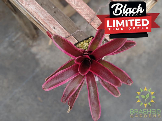 Neoregelia Bromeliad Gorion