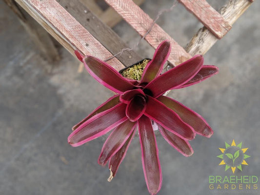 Neoregelia Bromeliad Gorion