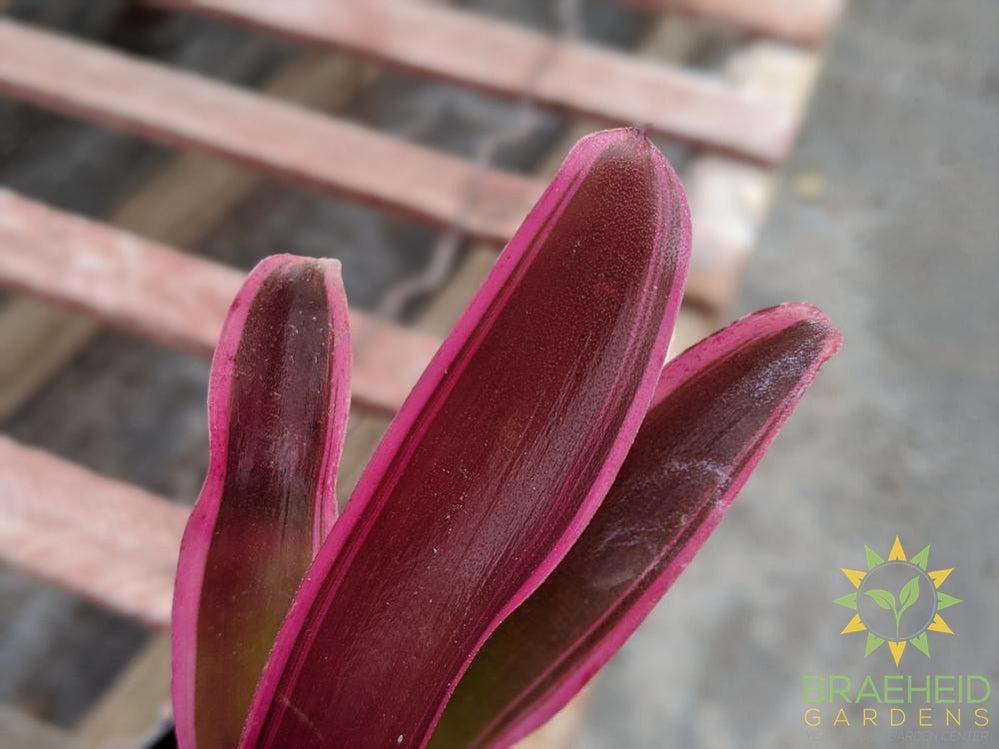 Neoregelia Bromeliad Gorion