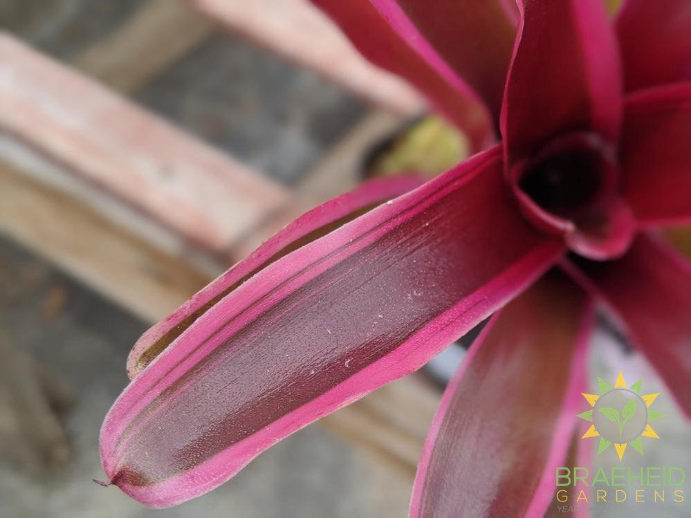 Neoregelia Bromeliad Gorion