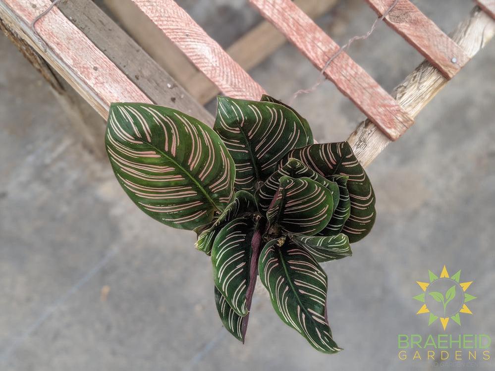 Pin Stripe Calathea (Calathea Ornata)