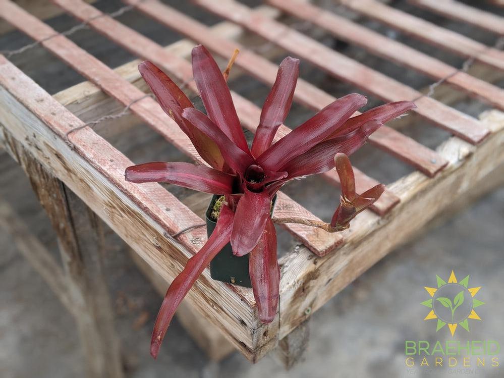 Neoregelia Bromeliad Zoe