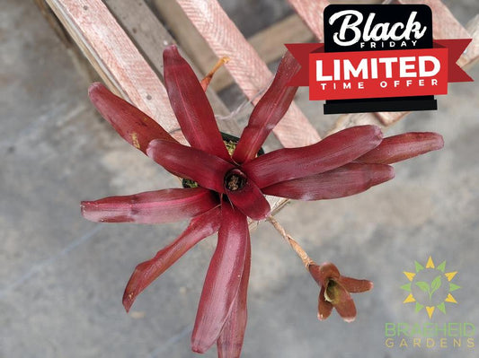 Neoregelia Bromeliad Zoe