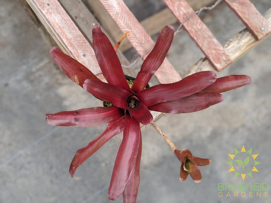 Neoregelia Bromeliad Zoe