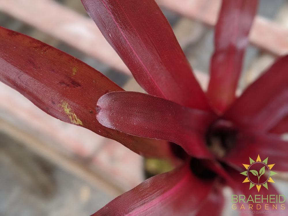 Neoregelia Bromeliad Zoe