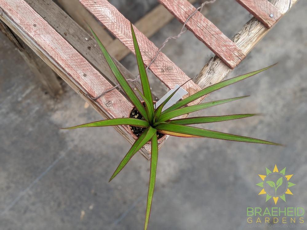 Dragon Tree - Dracaena Marginata