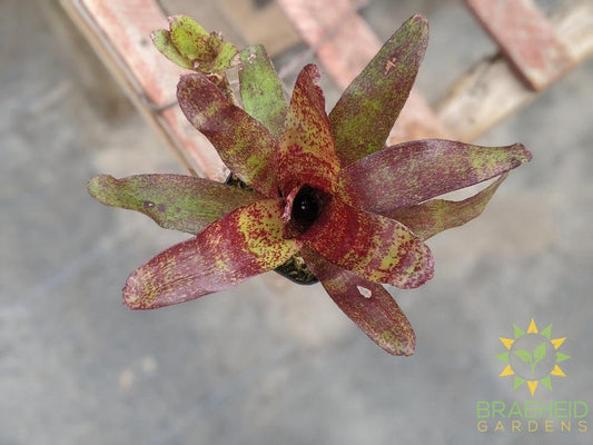 Neoregelia Bromeliad Red Waif