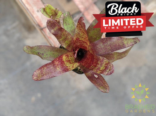 Neoregelia Bromeliad Red Waif