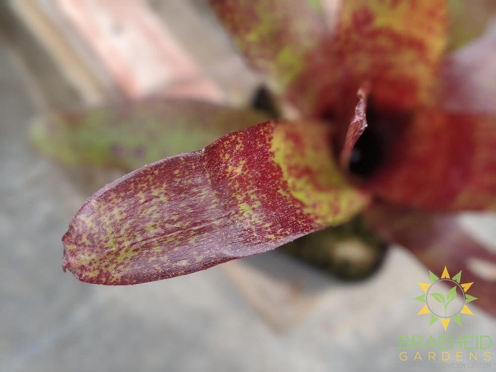 Neoregelia Bromeliad Red Waif