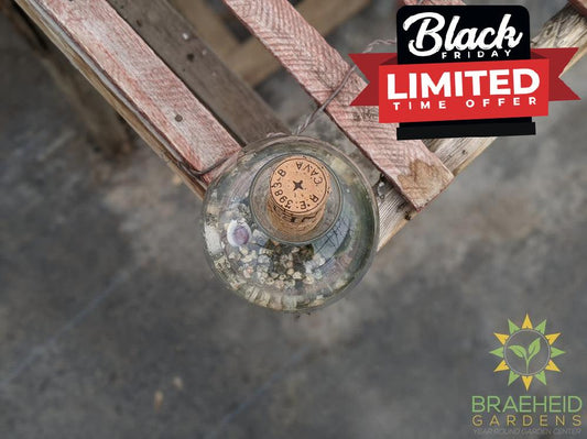 Marimo Moss Ball in Vase