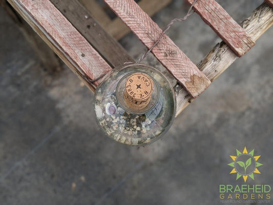 Marimo Moss Ball in Vase
