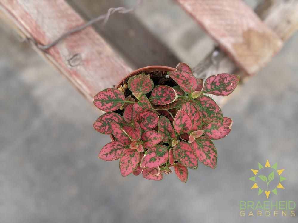 Polka Dot Plant (Open to see varieties available)