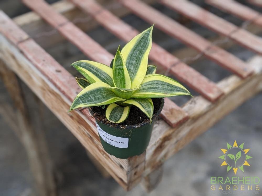 Hahnii Sansevieria- Golden