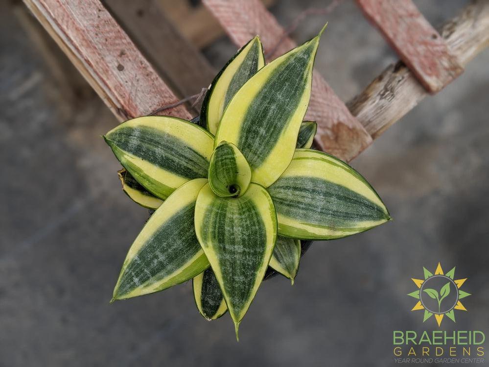 Hahnii Sansevieria- Golden