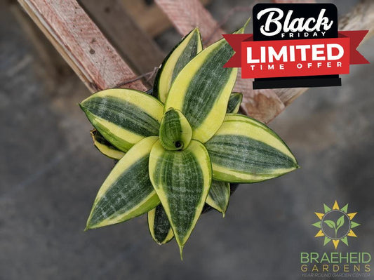 Hahnii Sansevieria- Golden