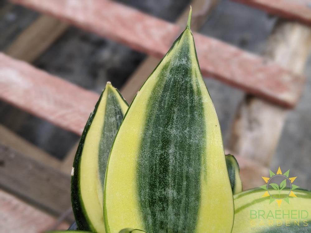 Hahnii Sansevieria- Golden