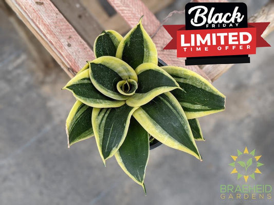 Hahnii Sansevieria- Marginata