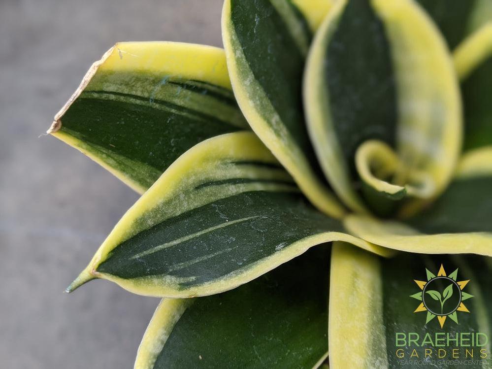 Hahnii Sansevieria- Marginata