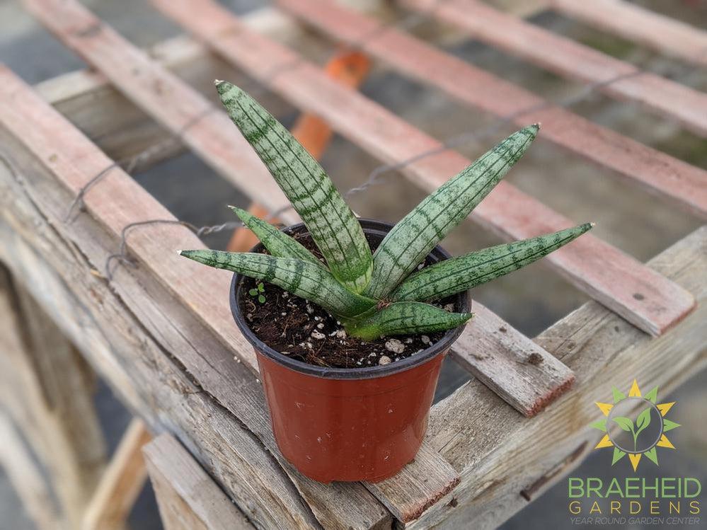 Sansevieria Boncel