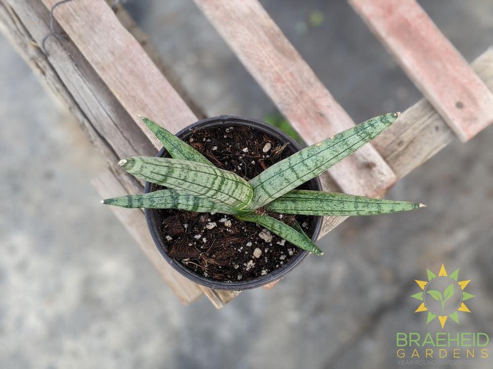 Sansevieria Boncel