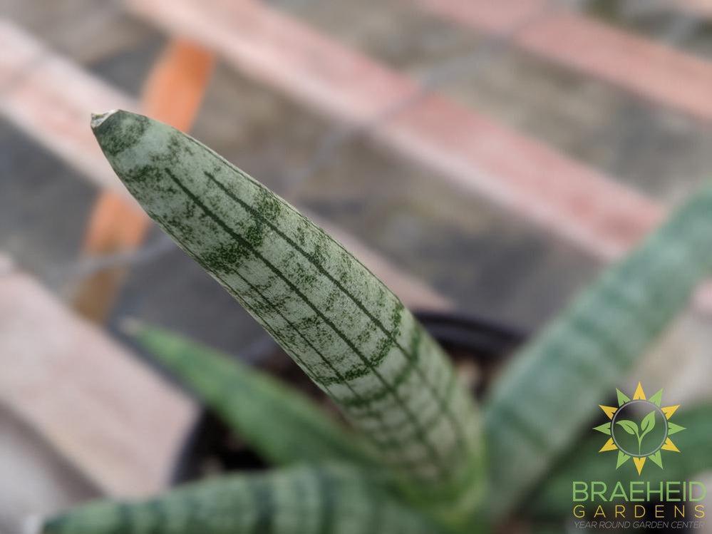 Sansevieria Boncel