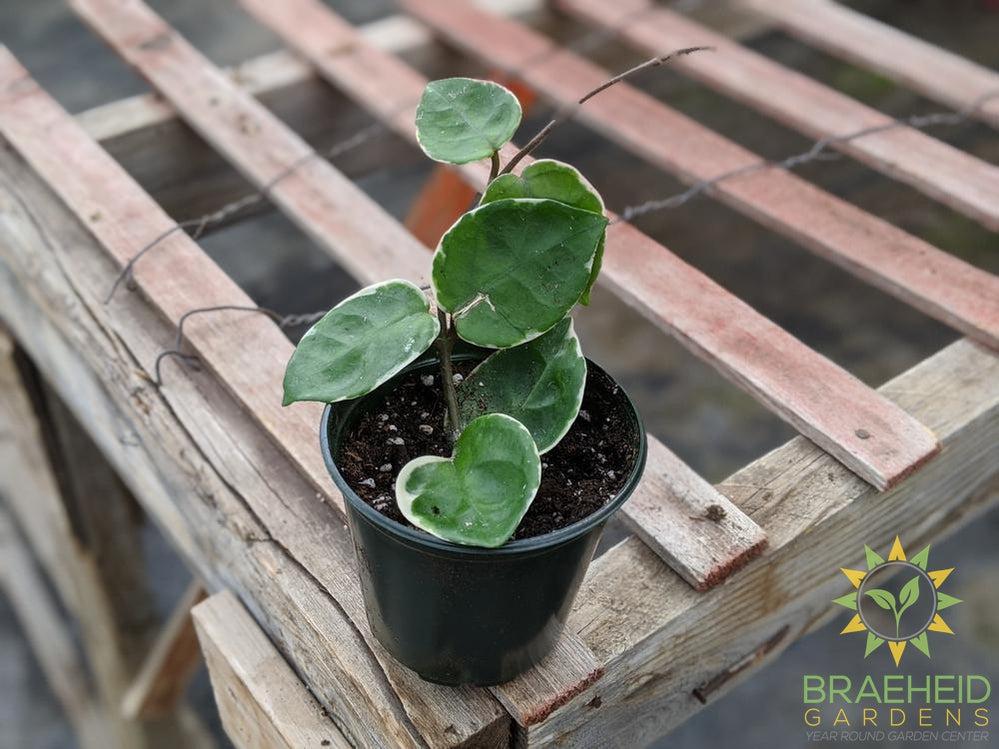 Hoya Carnosa cv. Snowball