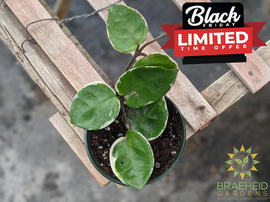 Hoya Carnosa cv. Snowball