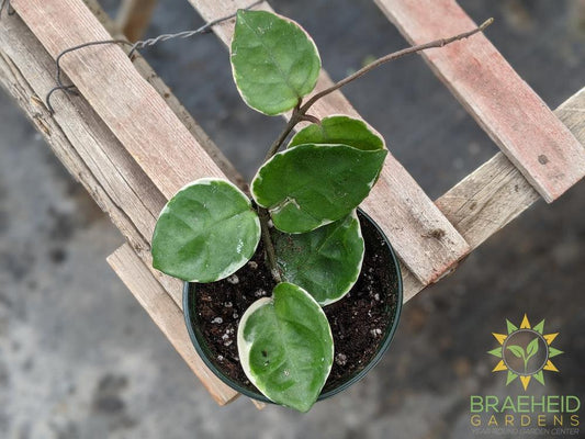 Hoya Carnosa cv. Snowball