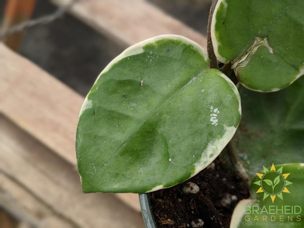 Hoya Carnosa cv. Snowball