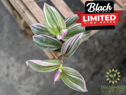 Buy Tradescantia Nanouk online in Canada