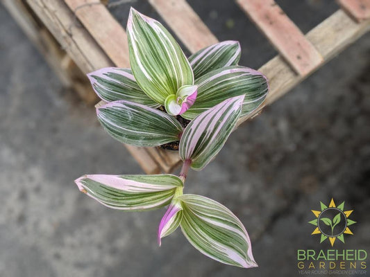 Buy Tradescantia Nanouk online in Canada